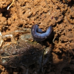 Caenoplana coerulea (Blue Planarian, Blue Garden Flatworm) at Campbell Park Woodland - 27 Jul 2022 by Christine