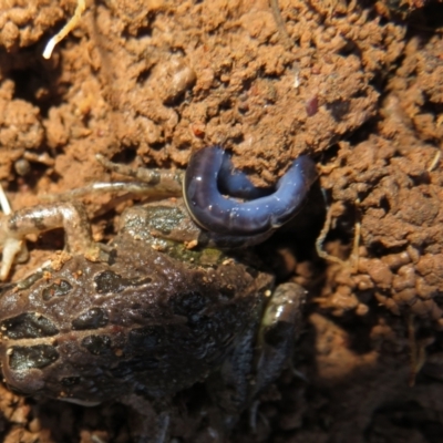 Caenoplana coerulea (Blue Planarian, Blue Garden Flatworm) at Pialligo, ACT - 27 Jul 2022 by Christine