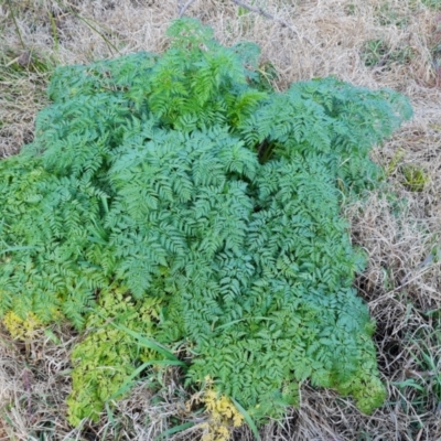 Conium maculatum (Hemlock) at Stromlo, ACT - 27 Jul 2022 by Mike