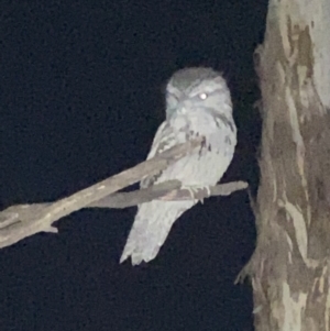 Podargus strigoides at Hughes, ACT - 27 Jul 2022