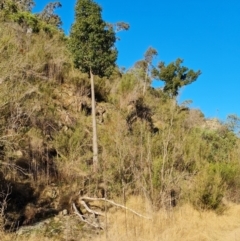 Brachychiton populneus (Kurrajong) at Bullen Range - 27 Jul 2022 by Mike