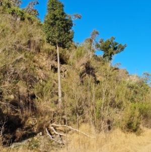 Brachychiton populneus at Stromlo, ACT - 27 Jul 2022