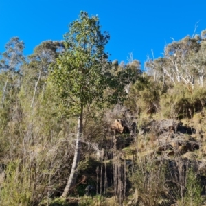 Brachychiton populneus at Stromlo, ACT - 27 Jul 2022