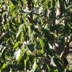 Brachychiton populneus at Stromlo, ACT - 27 Jul 2022