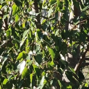 Brachychiton populneus at Stromlo, ACT - 27 Jul 2022