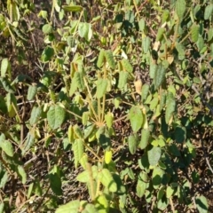 Correa reflexa (Common Correa, Native Fuchsia) at Bullen Range - 27 Jul 2022 by Mike