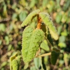 Correa reflexa at Stromlo, ACT - 27 Jul 2022 02:59 PM