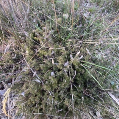 Lissanthe strigosa subsp. subulata (Peach Heath) at Jerrabomberra, NSW - 27 Jul 2022 by Steve_Bok