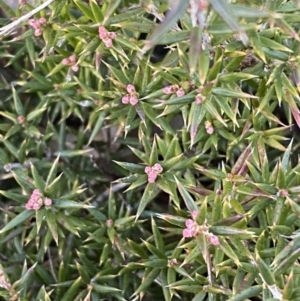 Lissanthe strigosa subsp. subulata at Jerrabomberra, NSW - 27 Jul 2022