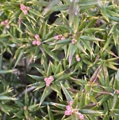 Lissanthe strigosa subsp. subulata at Jerrabomberra, NSW - 27 Jul 2022