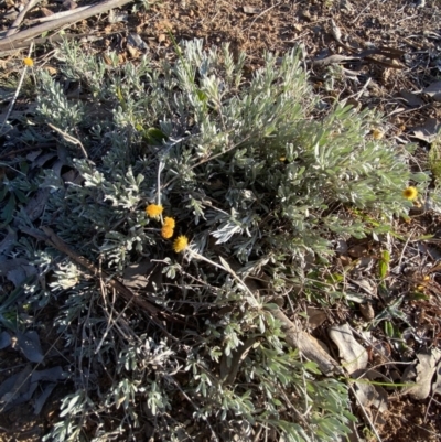 Chrysocephalum apiculatum (Common Everlasting) at Jerrabomberra, NSW - 27 Jul 2022 by SteveBorkowskis
