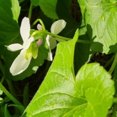 Viola odorata (Sweet Violet, Common Violet) at Stromlo, ACT - 27 Jul 2022 by Mike