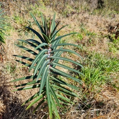 Euphorbia lathyris (Caper Spurge) at Stromlo, ACT - 27 Jul 2022 by Mike