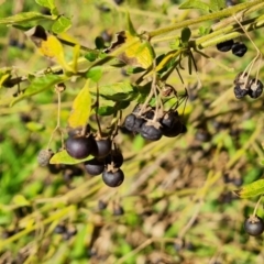 Solanum chenopodioides (Whitetip Nightshade) at Stromlo, ACT - 27 Jul 2022 by Mike