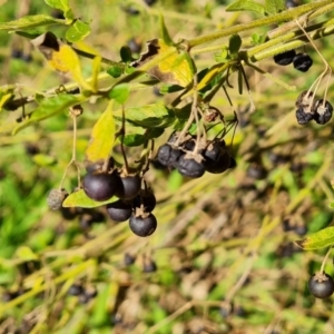 Solanum chenopodioides at Stromlo, ACT - 27 Jul 2022 02:32 PM