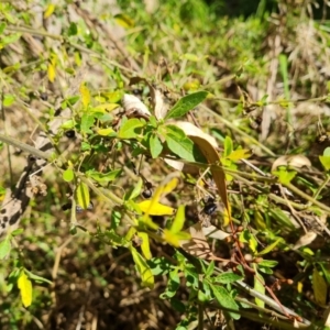 Solanum chenopodioides at Stromlo, ACT - 27 Jul 2022 02:32 PM