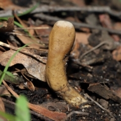 Cordyceps sp. (genus) (Caterpillar fungus) at Paddys River, ACT - 27 Jul 2022 by TimL