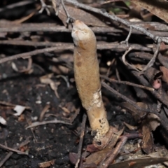 Cordyceps sp. (genus) (Caterpillar fungus) at Tidbinbilla Nature Reserve - 27 Jul 2022 by TimL