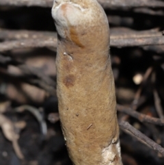 Cordyceps sp. (genus) at Paddys River, ACT - suppressed