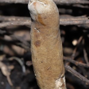 Cordyceps sp. (genus) at Paddys River, ACT - 27 Jul 2022