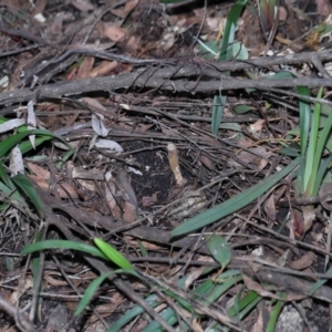 Cordyceps sp. (genus) at Paddys River, ACT - suppressed