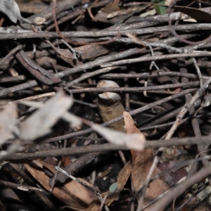 Cordyceps sp. (genus) at Paddys River, ACT - suppressed