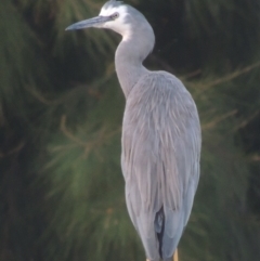 Egretta novaehollandiae (White-faced Heron) at Molonglo Valley, ACT - 22 Mar 2022 by michaelb