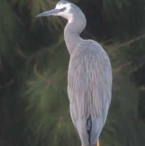 Egretta novaehollandiae at Molonglo Valley, ACT - 22 Mar 2022