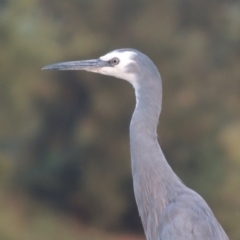 Egretta novaehollandiae at Molonglo Valley, ACT - 22 Mar 2022