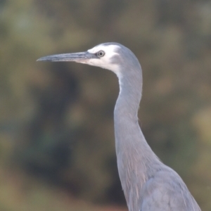 Egretta novaehollandiae at Molonglo Valley, ACT - 22 Mar 2022 06:02 PM