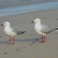 Chroicocephalus novaehollandiae (Silver Gull) at Mirador, NSW - 18 Jul 2020 by MichaelBedingfield