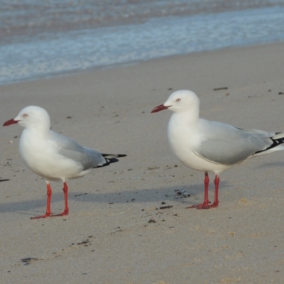 Chroicocephalus novaehollandiae (Silver Gull) at Mirador, NSW - 18 Jul 2020 by MichaelBedingfield