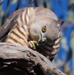 Aviceda subcristata (Pacific Baza) at Red Hill, ACT - 27 Jul 2022 by roymcd