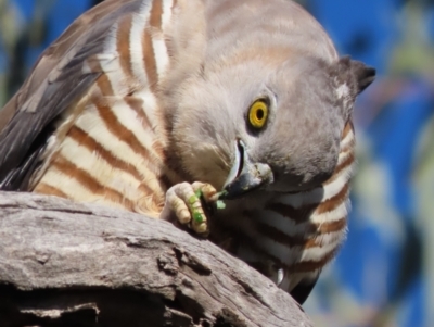 Aviceda subcristata (Pacific Baza) at Red Hill, ACT - 28 Jul 2022 by roymcd
