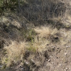 Eragrostis curvula (African Lovegrass) at Stromlo, ACT - 27 Jul 2022 by AdamMc