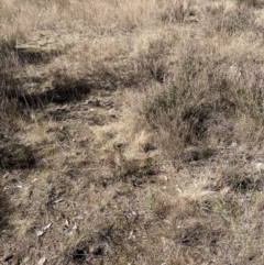 Eragrostis curvula at Stromlo, ACT - 27 Jul 2022