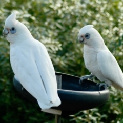 Cacatua sanguinea (Little Corella) at Aranda, ACT - 19 Jul 2022 by KMcCue