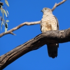 Aviceda subcristata at Red Hill, ACT - 27 Jul 2022