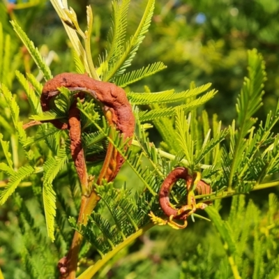 Uromycladium (genus) (A gall forming rust fungus) at Isaacs, ACT - 28 Jul 2022 by Mike