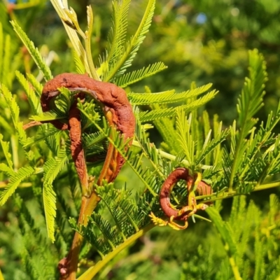 Uromycladium sp. (A gall forming rust fungus) at Isaacs, ACT - 28 Jul 2022 by Mike