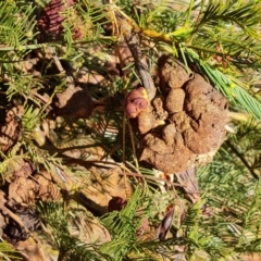 Uromycladium sp. (A gall forming rust fungus) at Isaacs, ACT - 28 Jul 2022 by Mike