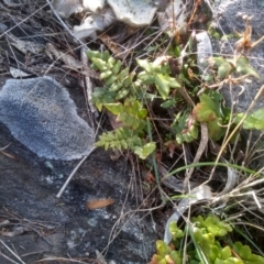 Pellaea calidirupium (Hot Rock Fern) at Cooma, NSW - 28 Jul 2022 by mahargiani