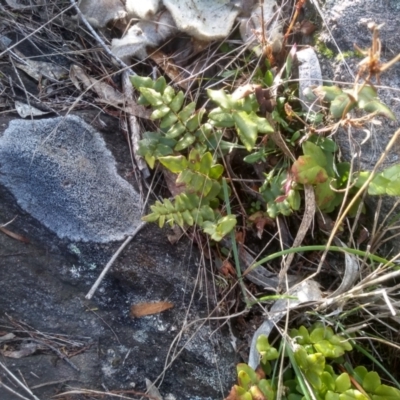 Pellaea calidirupium (Hot Rock Fern) at Cooma, NSW - 28 Jul 2022 by mahargiani