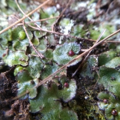 Asterella sp. (genus) (A liverwort) at Cooma North Ridge Reserve - 28 Jul 2022 by mahargiani