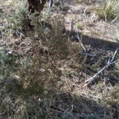 Persoonia rigida at Cooma, NSW - suppressed