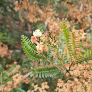 Acacia terminalis at Jerrabomberra, ACT - 28 Jul 2022