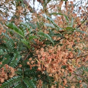 Acacia terminalis at Jerrabomberra, ACT - 28 Jul 2022