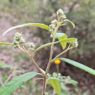 Olearia lirata (Snowy Daisybush) at Wanniassa Hill - 28 Jul 2022 by Mike