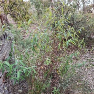 Olearia lirata at Jerrabomberra, ACT - 28 Jul 2022 04:07 PM