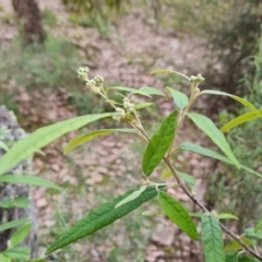 Olearia lirata at Jerrabomberra, ACT - 28 Jul 2022 04:07 PM